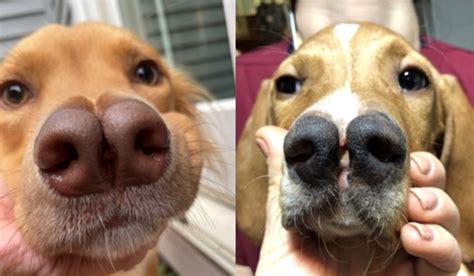 The Mysterious Case Of The Canine Cleft Lip A Closer Look Into The Lives Of Affected Dogs And A New Research On Treatmen