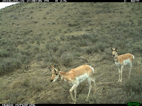 Wyoming web cams capture stunning wildlife migration in real time 21