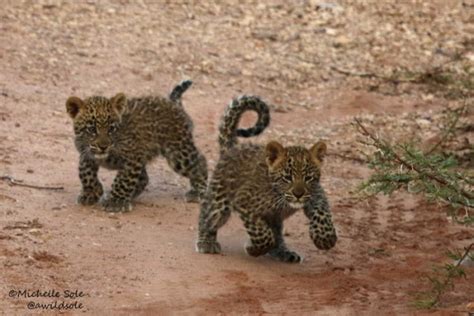 leopard cubs - Africa Geographic