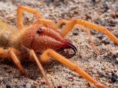 This Arachnid Leak Will Make Your Blood Run Cold Image 9