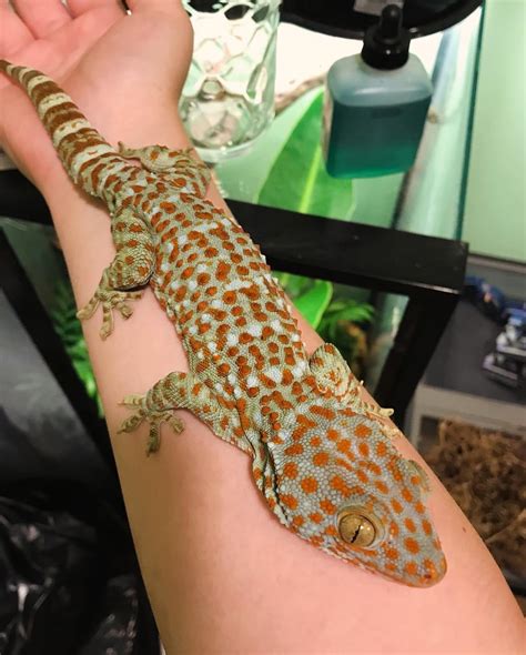 friendly tokay rtokaygeckos