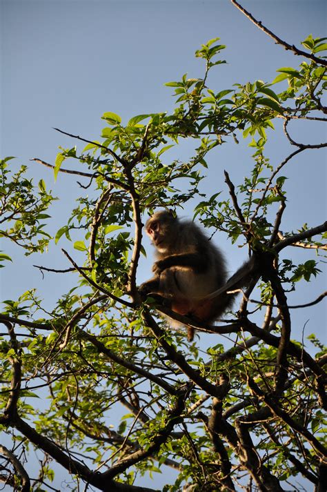Masturbating macaques give scientists a hand with semen collection