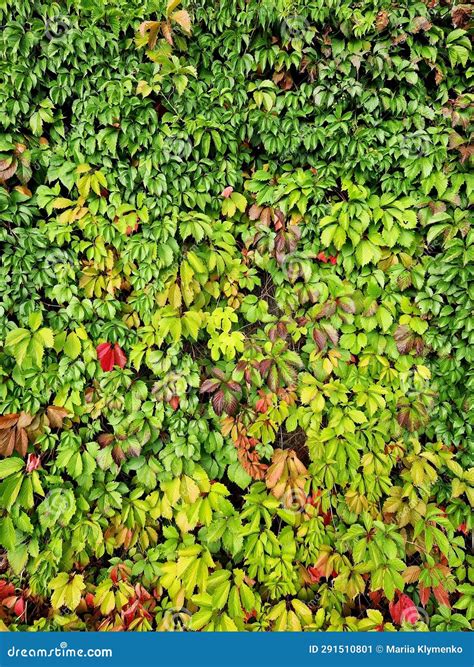 Autumn Ivy with Green and Blushing Leaves on the Wall Stock Image