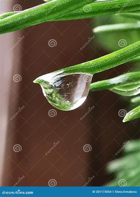 Drop pine single stock photo. Image of moisture, green - 201173054