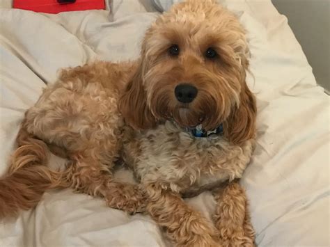 Naughty Nomads - Our last housesit, done and dusted, was...