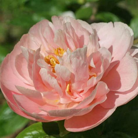 Mary Gretchen | American Peony Society