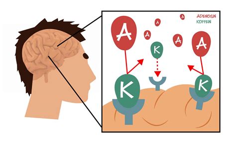 Koffein - GANNIKUS.de