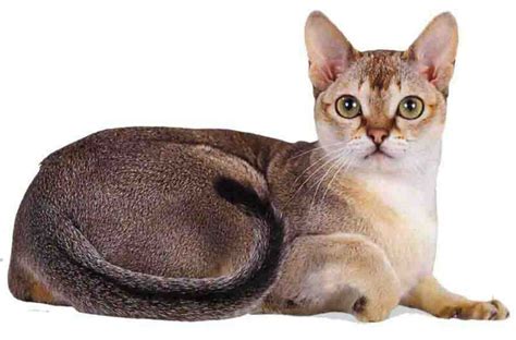 Сингапурская кошка