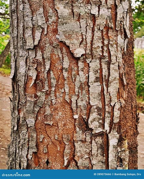 tree mahogany 11