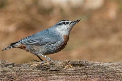 Krüper's Nuthatch / Sitta krueperi photo call and song