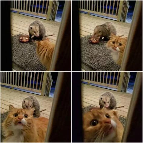 Cat and possum on porch Blank Template - Imgflip