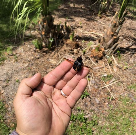 Palm Insects — Palmetto Weevil – Tree maintenance, analysis, and