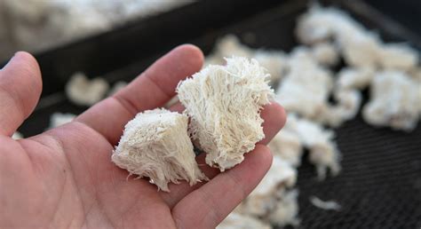 What Are Nootropics? - CBDfx.com