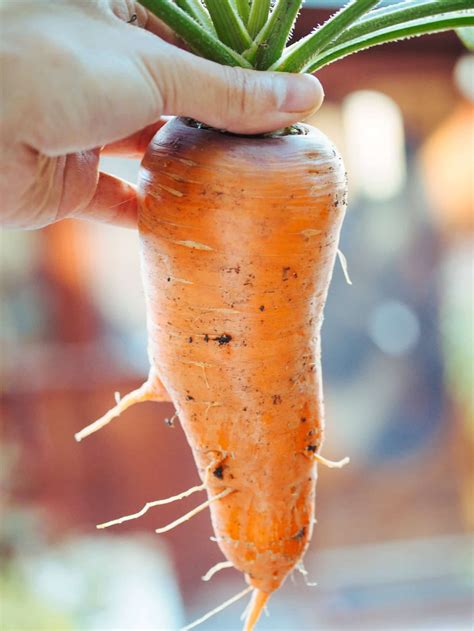 Garden Betty – Gardening made easy, life made simpler.