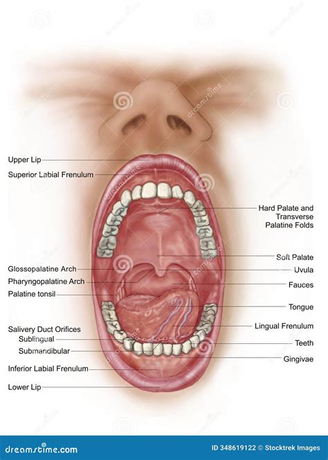 Anatomy of Human Mouth Cavity. Stock Photo - Image of palate, hard