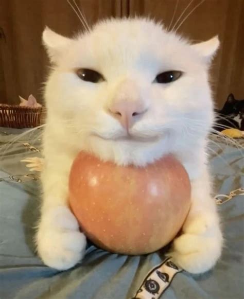 apple cat silly cat tv series wiki fandom