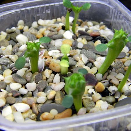 Мужские цветки молочая тучного / Euphorbia obesa