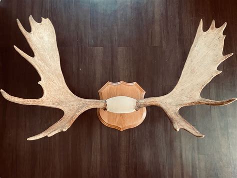 ak moose antler mount moose antler decor antlers artwork antler