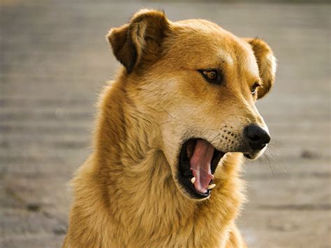 Why Do Dogs Always Open Their Mouth at Victoria Jenkins blog