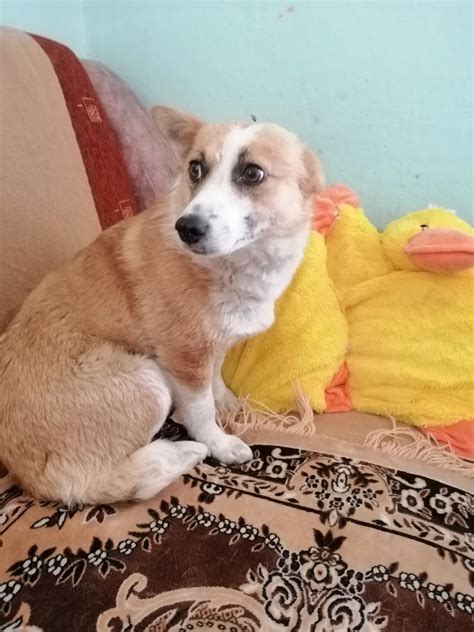Milly is Geadopteerd - Stichting Zilver
