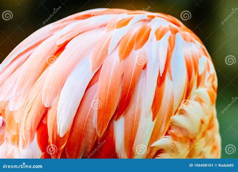 Pink Flamingo Feathers stock image. Image of flamingos - 106408101