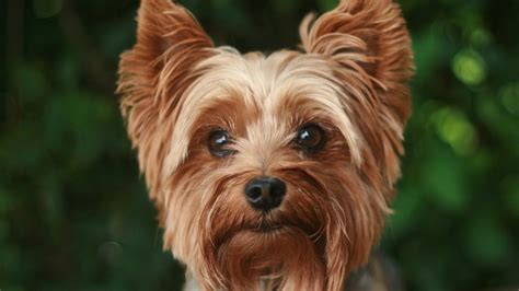 yorkshire terrier origini caratteristiche  carattere  questa razza