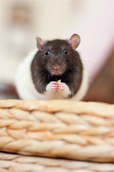 Adorable Black Hooded Rat