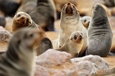 Australian Fur Seal - The Australian Museum