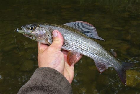 Lipan podhorní (Thymallus thymallus) - Atlas ryb - Chytej.cz