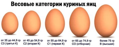 ЯЙЦО