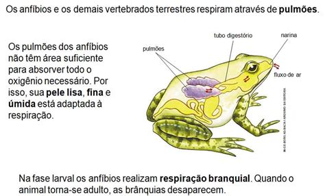 Características Gerais Dos Anfíbios - 8