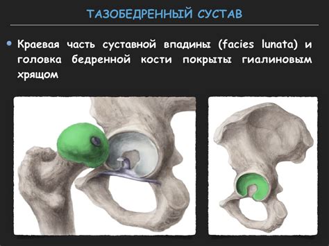 Визуализация тазобедренного сустава