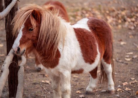 miniature horse langkawi wildlife park
