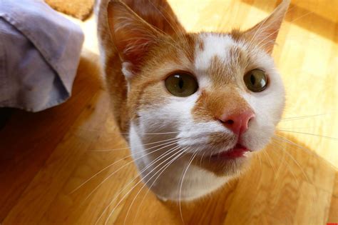 cute cats hq pictures  cute cats  kittens