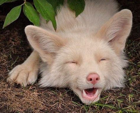 This Cute Albino Fox 🦊 🤍💖🖤💚♥️🤎💛🧡💜💙 : r/cute