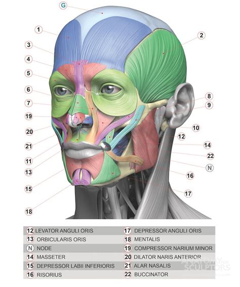 anatomy anatomy key features  proportion mesurements anatomy