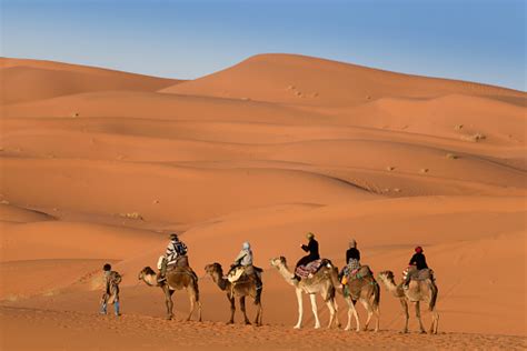 Berber Man Leading Caravan Hassilabied Sahara Desert Morocco Stock ...