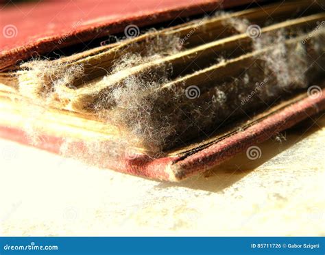 antique  book stock photo image  dusty book bible