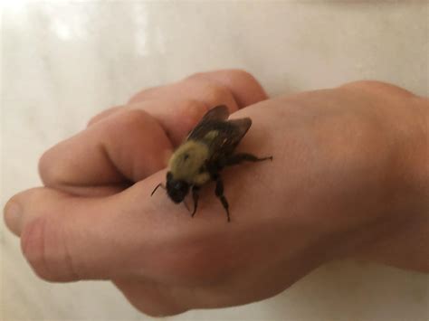 Stumbled across a tired bumblebee. Didn’t know what to do with it so I