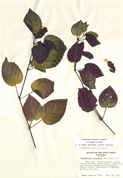 hemigraphis alternata acanthaceae image   phytoimagessiuedu
