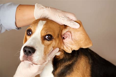 Food allergies in dogs and cats: recognizing symptoms and taking the