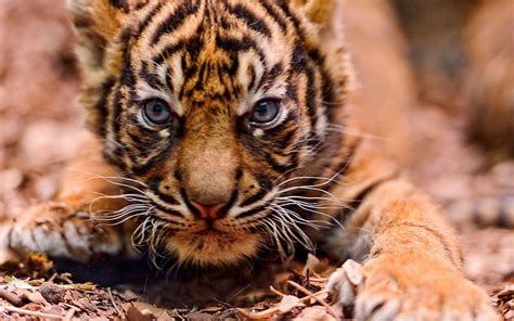 Cute Killer Animals