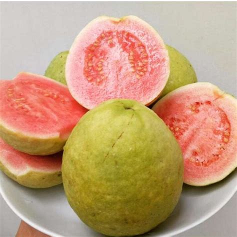 jual jambu biji merah kg shopee indonesia
