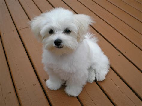 Maltipoo - Maltese Poodle Mix - Animal Corner