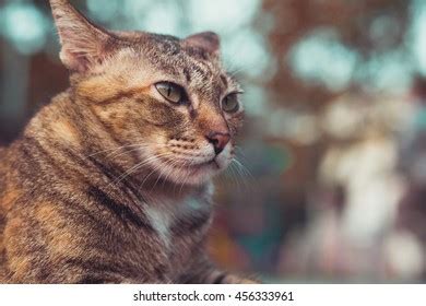 Transcendent Tranquility Enigmatic Sideways Stare Gaze Stock Photo ...