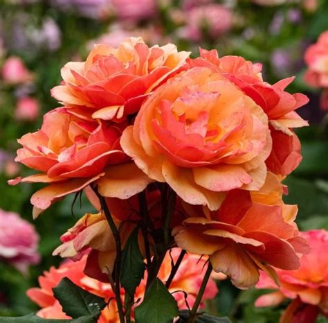 About Face - The Rose Fanatic LLC