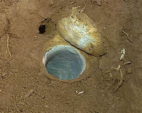 Wasps vs Spiders | Nature inFocus