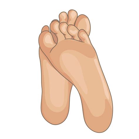 Female or male foot soles, barefoot, bottom view. Vector illustration
