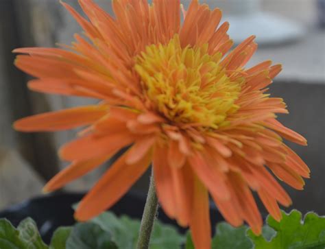 Paradise Plants Nursery added a... - Paradise Plants Nursery