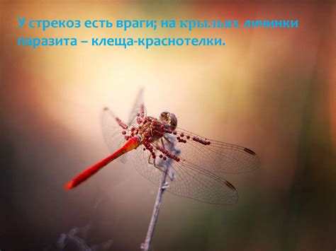 Стрекозы. Виды стрекоз (7 класс) - презентация онлайн